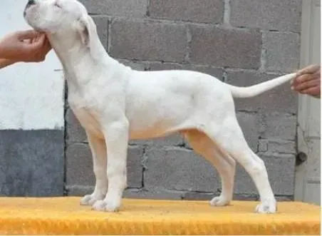 杜高犬|杜高犬拉稀嗜睡浑身无力是怎么了