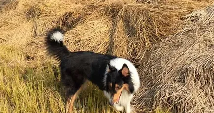 苏格兰牧羊犬的训练 最好不要常用链子拴住 | 苏格兰牧羊犬