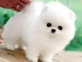 博美犬|危及情况时怎样带着博美犬绝处逢生