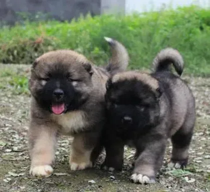 高加索犬|高加索犬最近总吐，没精神不吃不喝怎么办