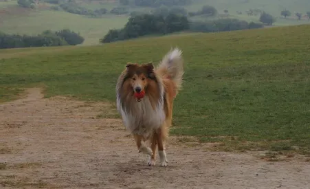 苏格兰牧羊犬的训练 最好不要常用链子拴住 | 苏格兰牧羊犬