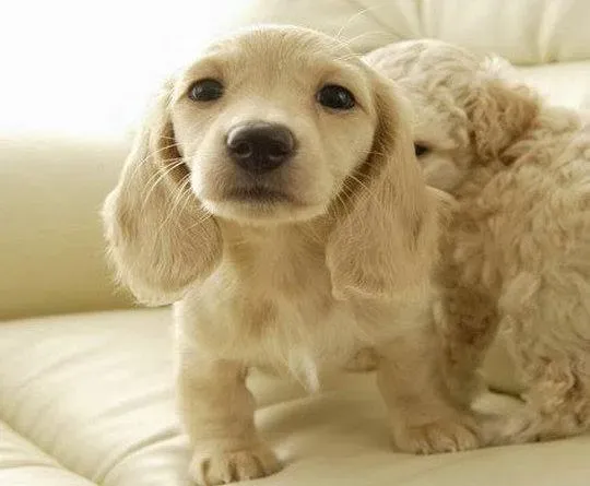 可卡犬|可卡犬最近总拉稀是怎么回事，求解答