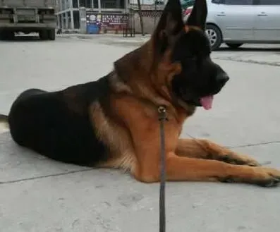 德国牧羊犬|正确建立主人与德国牧羊犬之间领导和被领导的关系