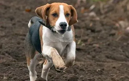 比格犬|医疗最佳方案 比格犬胃口大开的原因及治疗方法