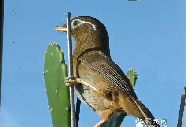 鸟类常见眼部的疾病有哪些 一般感染引起 | 