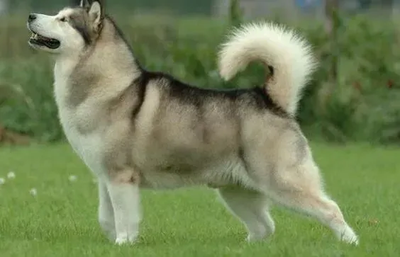 阿拉斯加犬|阿拉斯加犬慢性传染性肝炎临床症状与表现