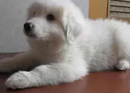 大白熊犬|为什么大白熊犬进食的速度那么快