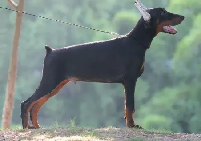 杜宾犬|杜宾犬最近总吐，不吃饭是什么毛病