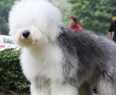 古代牧羊犬|饲养超简单 如何让年老的古代牧羊犬安享晚年