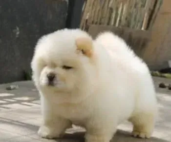 松狮犬|有效训练松狮犬排泄的九种方法