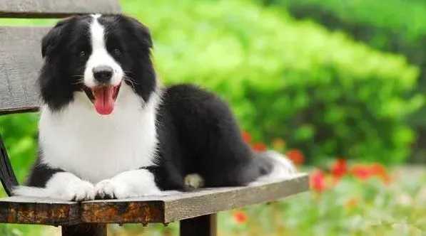 边境牧羊犬|如何训练边境牧羊犬 边牧训练方法
