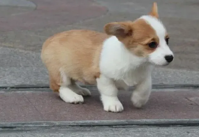 柯基犬|柯基犬鼻子有点干是生病了吗