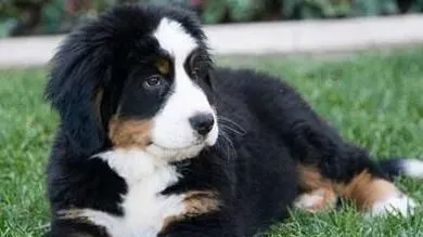 伯恩山犬会有攻击性吗 领地意识很强的动物 | 伯恩山犬