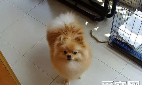 博美犬喜欢吃什么?狗狗也需要营养搭配 | 博美犬