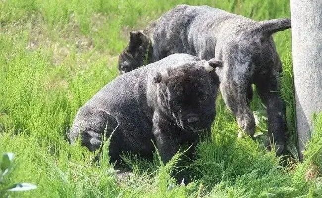 卡斯罗犬|卡斯罗犬患上皮肤病擦什么药好