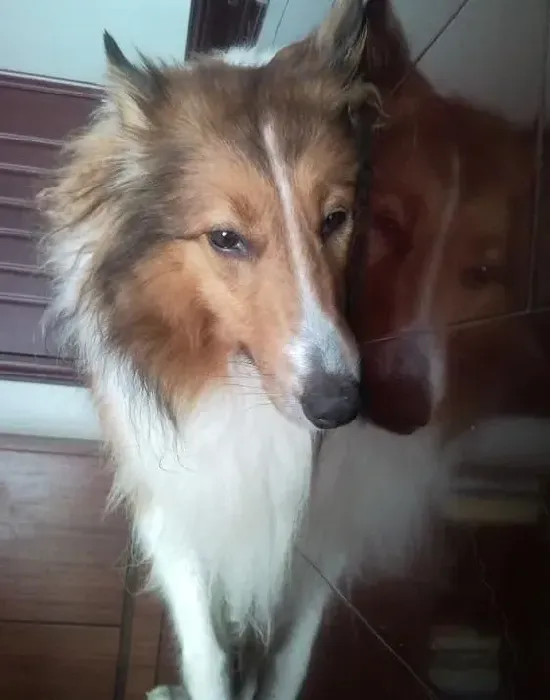 苏格兰牧羊犬|驯服苏格兰牧羊犬的一些基本原则