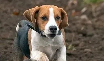 哈利犬寿命 哈利犬一般可以活到20年左右的 | 哈利犬