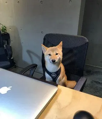 雪花随风飘柴犬在奔跑 柴犬的超夸张掉毛程度 | 狗