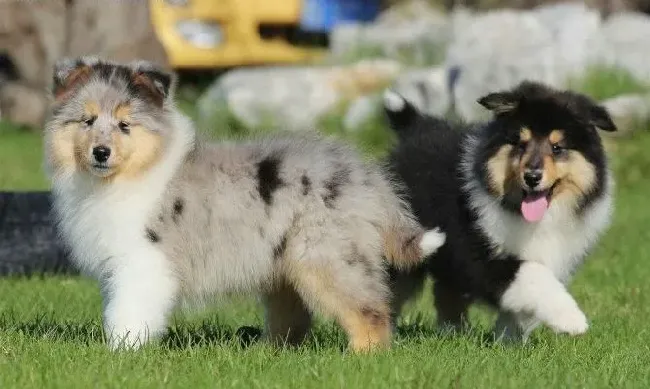 苏格兰牧羊犬|苏格兰牧羊犬正常合理的运动量介绍