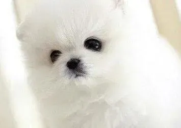 博美犬|怎样给博美犬养成一个良好的生活习惯