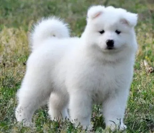萨摩耶|怎样给萨摩耶犬清洗脚丫好