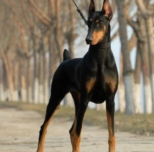 杜宾犬|带杜宾犬乘坐飞机需要准备的物品