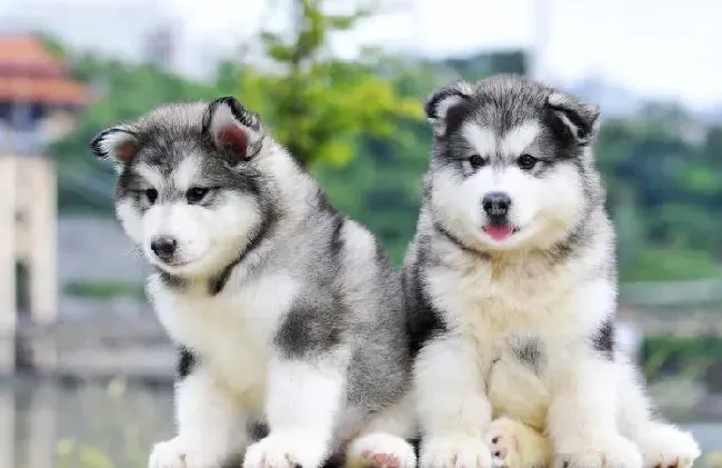 阿拉斯加犬|阿拉斯加雪橇犬幼犬的喂养及护理