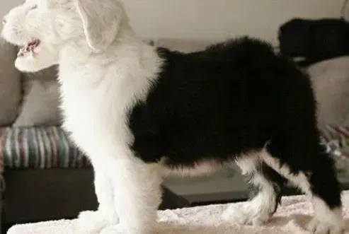 古代牧羊犬|古代牧羊犬大便不成形带血是什么病