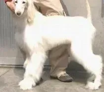 阿富汗猎犬|阿富汗猎犬身上出现狠毒皮屑应如何去除