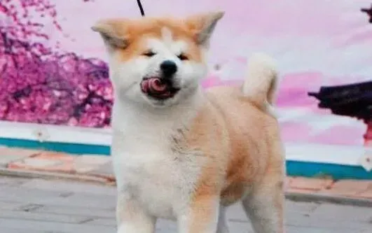 秋田犬|怎样帮助秋田犬打败寄生虫