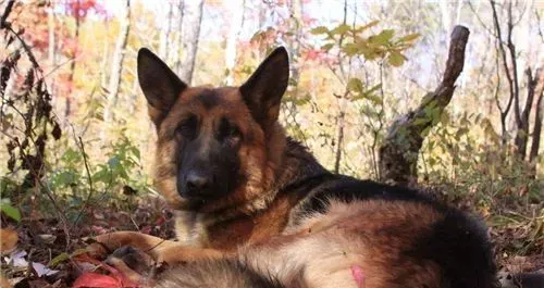德国牧羊犬和黑背的区别 黑背是德国牧羊犬俗称 | 德国牧羊犬