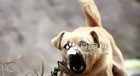 狗咬人后狗会死吗 被狗咬后要打狂犬疫苗 | 狗