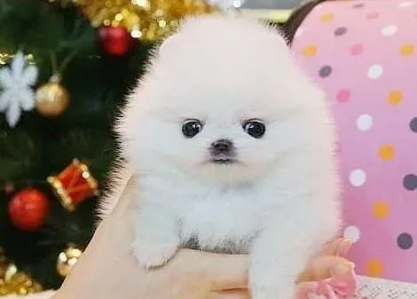 博美犬|造成博美犬呼吸粗重的原因