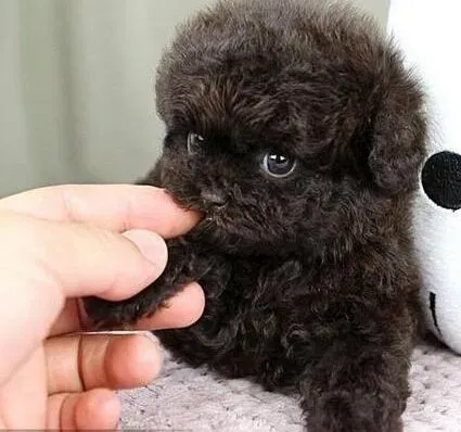 泰迪犬|我家泰迪犬突然四肢无力了这是怎么回事