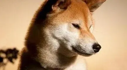 秋田犬|补充营养正与误 维生素对秋田犬的健康有哪些影响