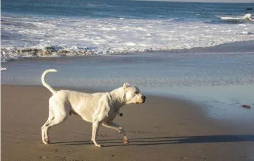 杜高犬怎么训练 杜高犬训练需要注意事项 | 阿根廷杜高犬