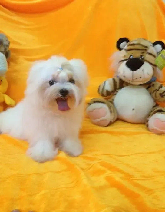 马尔济斯|饲养秘诀 年幼的马尔济斯犬如何饲养