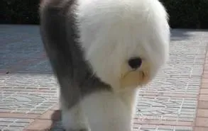 古代牧羊犬|古代牧羊犬初次乘车学问大