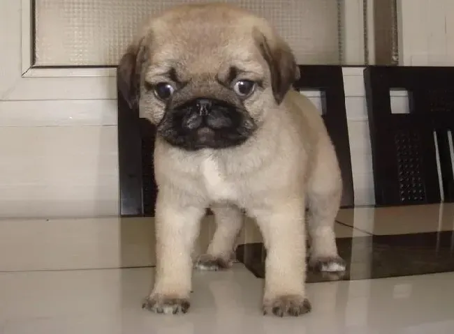 巴哥犬|求治疗方法 巴哥犬拉透明果冻状大便带血