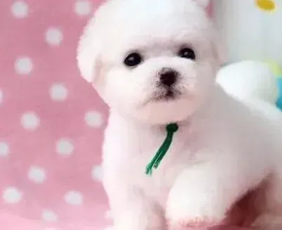 比熊犬|比熊犬的便便像果冻而且还带血怎么办