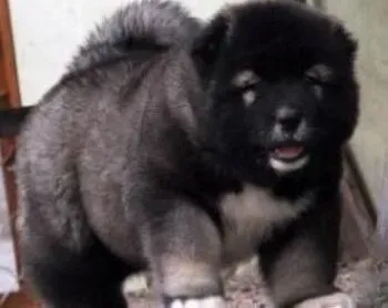 高加索犬|高加索犬生育与繁殖的注意事项