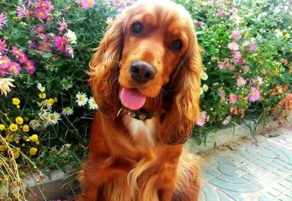 可卡犬|教您如何为可卡犬制作美味的酸奶酪拌饭