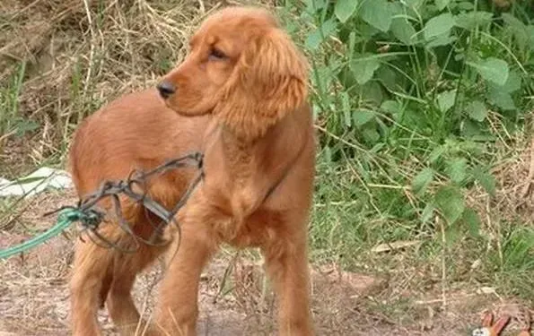 可卡犬|狗狗生理常识 可卡犬进入发情阶段有哪些变化