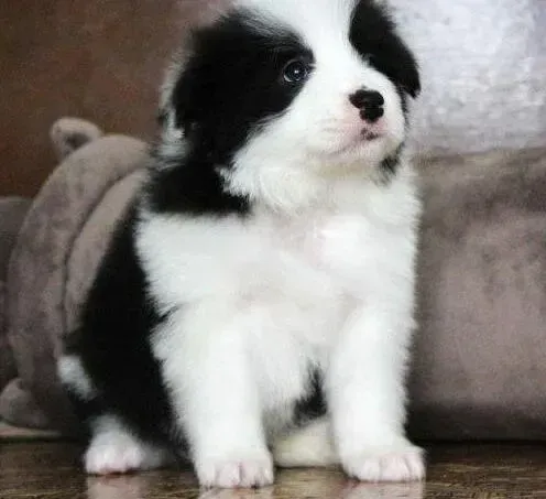 边境牧羊犬|边境牧羊幼犬拉绿色稀便便是怎么回事