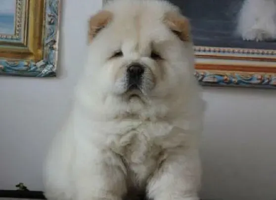 松狮犬|什么时期训练松狮犬才是最合适的