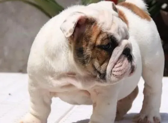 英国斗牛犬|斗牛犬肥胖症的形成与解决方法
