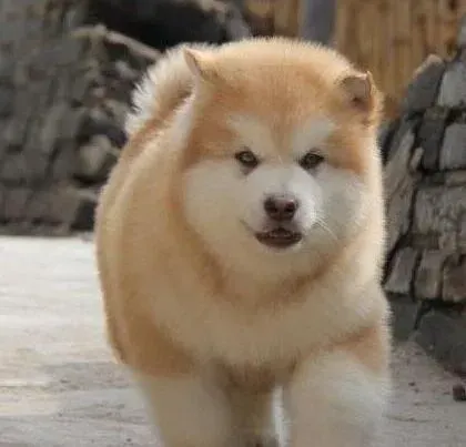 阿拉斯加犬|阿拉斯加犬身上起螨虫会有什么症状啊