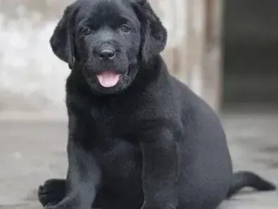 拉布拉多|拉布拉多犬四大日常心理大揭秘