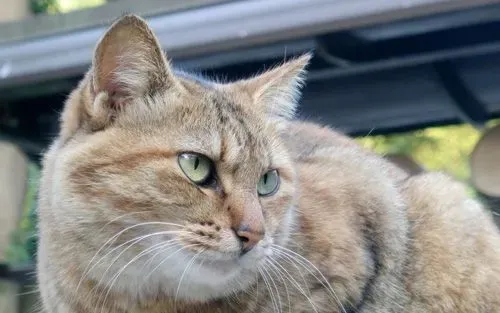 猫一天小便几次 小便四到五次属于正常 | 猫