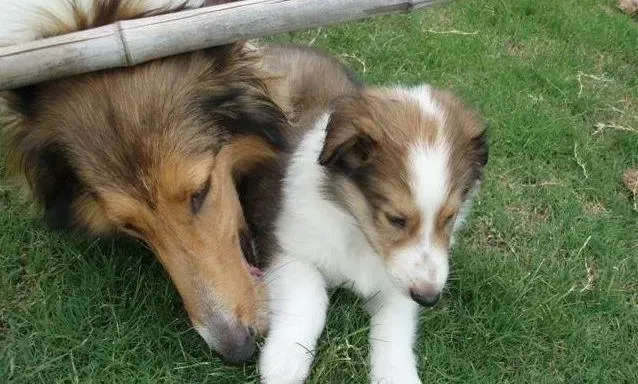 苏格兰牧羊犬|苏格兰牧羊犬最近不吃饭是怎么回事